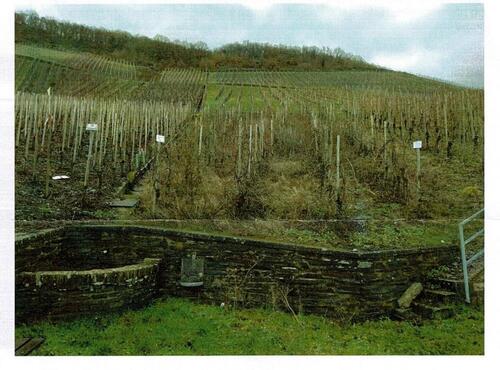 Foto - Weinberg in Graach an der Mosel