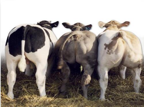 Foto - Rindermastbetrieb-Absetzer-Fresser-Kälber