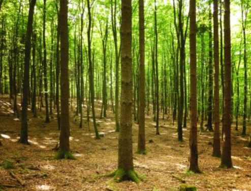 Foto - Waldgrundstück bei Gruibingen 