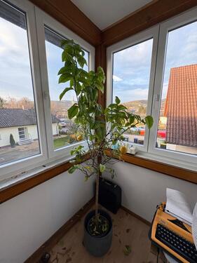 Foto - 2 Zimmer Etagenwohnung zur Miete in Ihringen