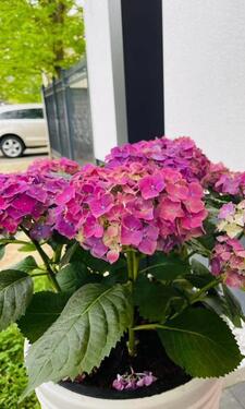 Foto - 5 Zimmer Einfamilienhaus zum Kaufen in Mainz