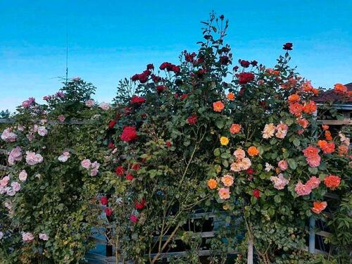 Foto - Pachtgarten - 3.000,00&nbsp;EUR Kaltmiete, ca.&nbsp; 0,00&nbsp;m&sup2;