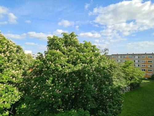 Foto - Etagenwohnung zur Miete in Halle (Saale)