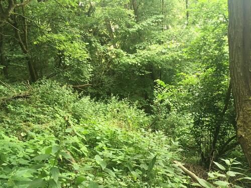 Foto - Grundstück in Steinbach am Donnersberg zur Miete