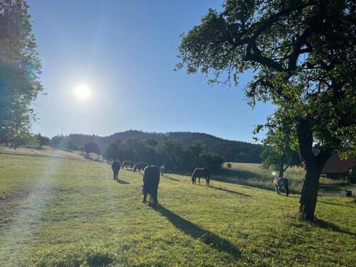 Foto - Einstellplatz - Offenstall Pferdestall Stall Halbpension