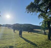 Einstellplatz - Offenstall Pferdestall Stall Halbpension - Schnaittach