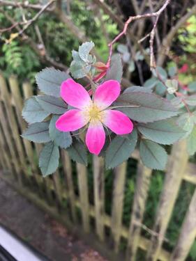 Foto - Haus Grundstück Garten nähe Brandenburg Berlin