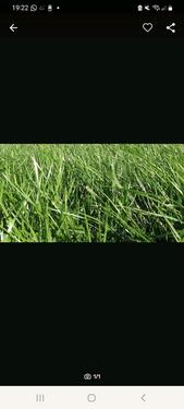 Foto - Grünland Weideland zu verpachten