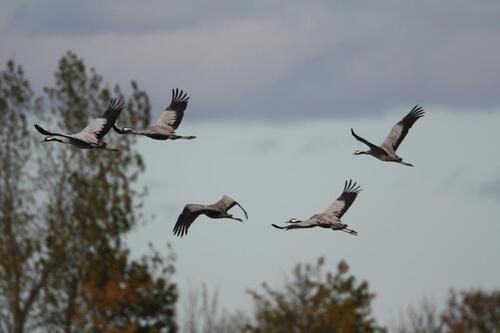 Foto - andere in Zingst