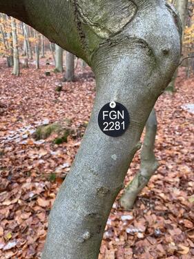 Foto - FriedWald Baum Gelnhausen Dreieckstein