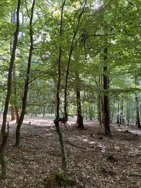 Foto - Grundstück zur Miete in Greiz