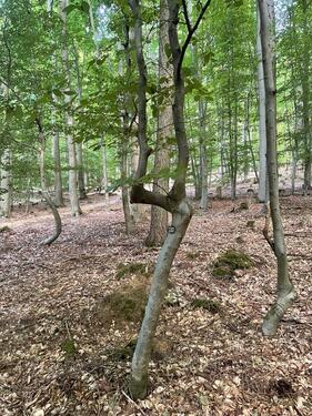 Foto - Grundstück in Greiz