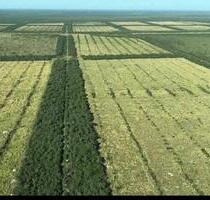 Investitionsoase im Herzen Südamerikas: 12500 Ha. - Germering