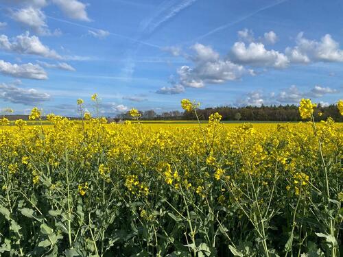 Foto - Etagenwohnung in Bad Wünnenberg zur Miete