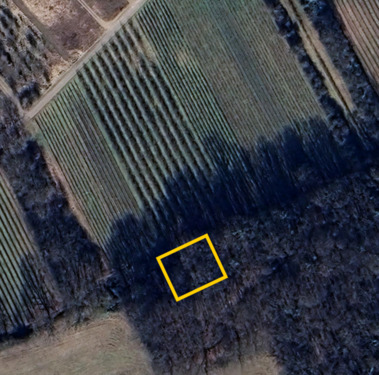 Foto - WaldWaldgrundstück zu verpachten (IngelheimHeidesheim)