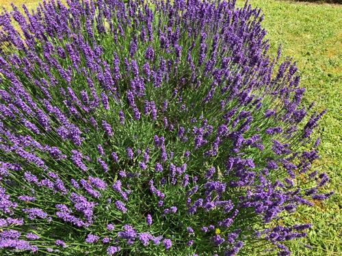 Foto - Ideal geschnittene, helle 1 Zimmerwohnung mit Südwestbalkon