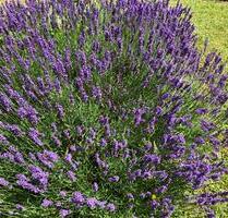 Ideal geschnittene, helle 1 Zimmerwohnung mit Südwestbalkon - Bad Kreuznach Bad Münster am Stein-Ebernburg