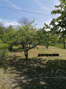 Foto - Obstbaumwiese zu verpachten - 25,00&nbsp;EUR Kaltmiete, ca.&nbsp; 0,00&nbsp;m&sup2;