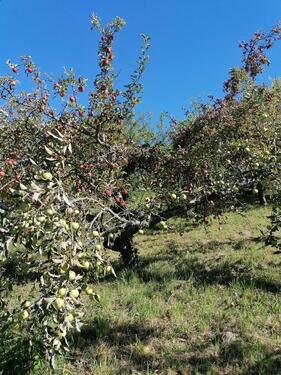 Foto - Grundst&uuml;ck in Metzingen