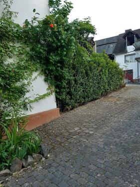 Foto - andere zur Miete in Weiler bei Bingen
