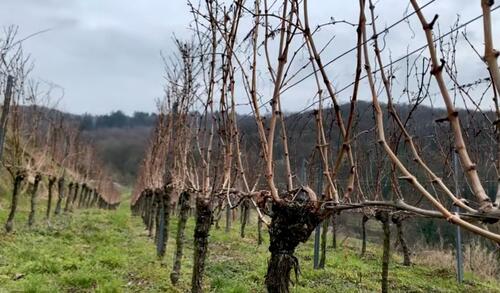 Foto - Weinberg Rebfläche in Baden-Baden