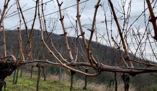 Foto - Grundst&uuml;ck in Bühl
