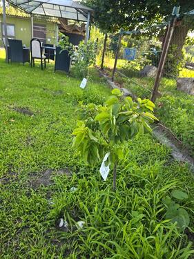 Foto - Grundstück in Berlin zur Miete