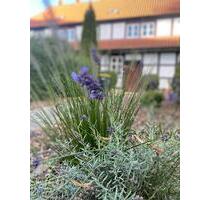 2-Zimmer- Wohnung PLZ 38170 - 495,00 EUR Kaltmiete, in Schöppenstedt (PLZ: 38170)