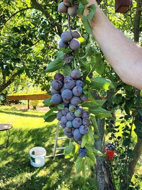 Foto - Grundst&uuml;ck in Coswig zur Miete
