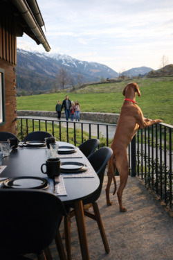 Foto - Urlaub mit Hund – willkommen im Ferienhaus in Kärnten