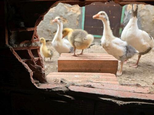 Foto - Restaurant mit Hotelzimmer - 3.000,00 EUR Kaltmiete,