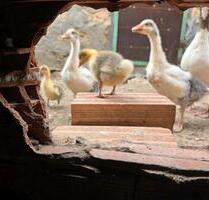 Restaurant mit Hotelzimmer - 3.000,00 EUR Kaltmiete, in Höxter (PLZ: 37671)