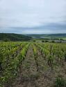 Foto - Weinberg Dorndorfer Rappental mit bewohnbarer Hütte,Strom,Wasser