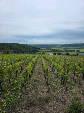 Foto - Weinberg Dorndorfer Rappental mit bewohnbarer Hütte,Strom,Wasser