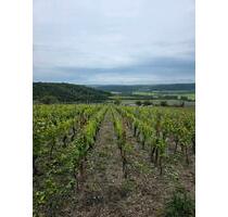 Weinberg Dorndorfer Rappental mit bewohnbarer Hütte,Strom,Wasser - Laucha an der Unstrut