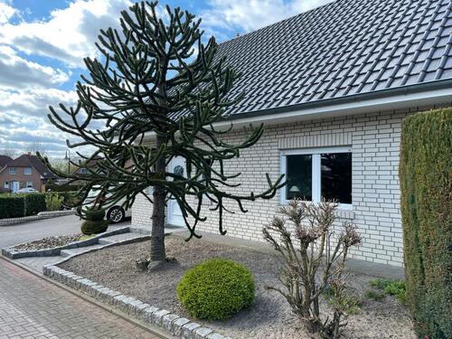Foto - 5 Zimmer Einfamilienhaus zum Kaufen in Neuenkirchen