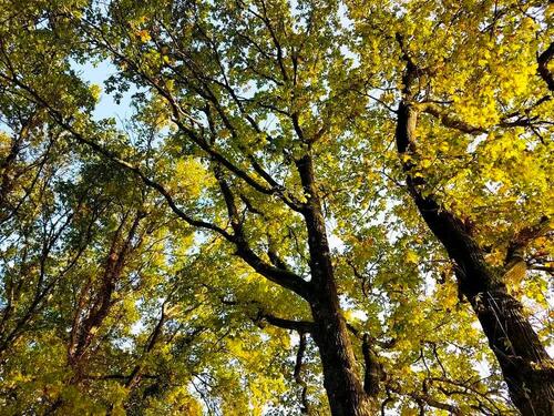 Foto - 5 Zimmer Einfamilienhaus in Niederkrüchten