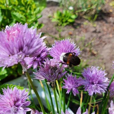 Foto - Wunderschöner Schrebergarten im Sieversdiek