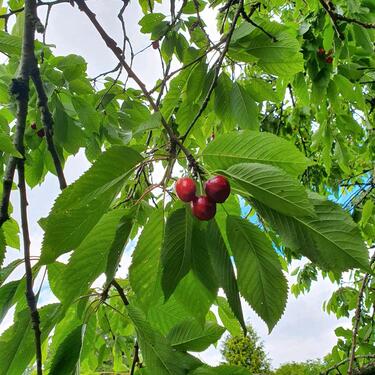Foto - Grundst&uuml;ck zur Miete in Kiel