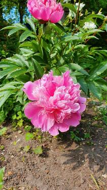 Foto - Grundst&uuml;ck in Kiel