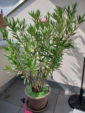Foto - ETW in Endingen zu verkaufen - 395.000,00 EUR Kaufpreis,