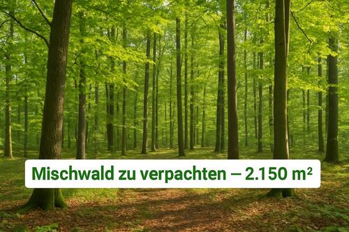 Foto - Holz, Ruhe, Natur - Dein Wald wartet bei Saalstadt auf Dich