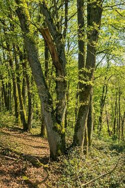 Foto - Grundst&uuml;ck zur Miete in Sankt Ingbert