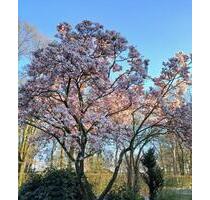 Energieeffizientes Haus mit Garten, Erstbezug nach Kersanierung - Löningen