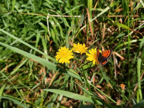 Foto - andere in Springe zur Miete