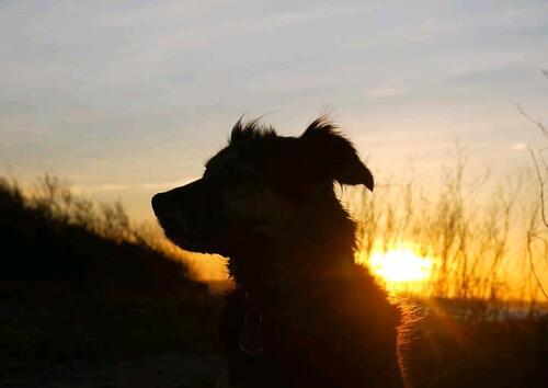 Foto - andere zur Miete in Heiligenhafen