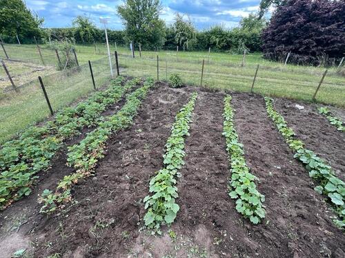 Foto - Kleingarten in Halberstadt - 950,00 EUR Kaltmiete, ca.  0,00 m²