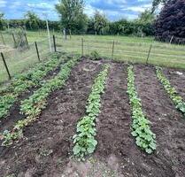 Kleingarten in Halberstadt - 950,00&nbsp;EUR Kaltmiete, ca.&nbsp; 0,00&nbsp;m&sup2; in Halberstadt (PLZ: 38820)