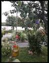 Foto - Grundst&uuml;ck in Brandis zur Miete
