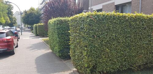 Foto - Hochparterre in Düsseldorf zum Kaufen
